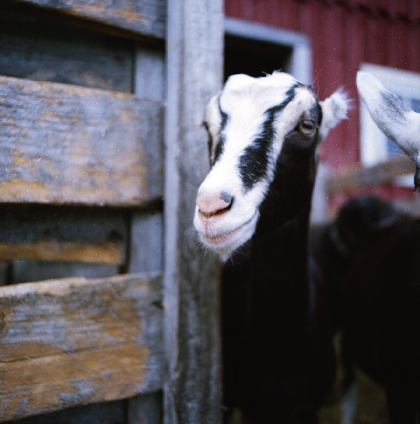 Film photograph, small goat
